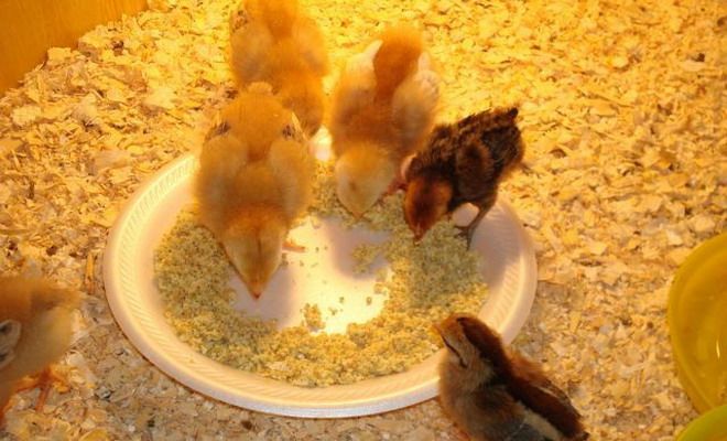 Витамины для цыплят