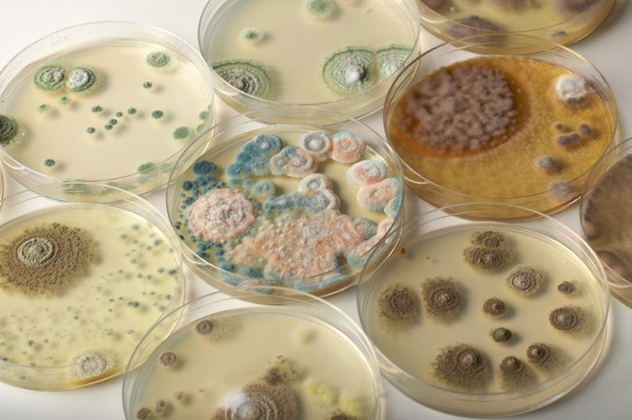 Использование микроорганизмов Bacillus subtilis для профилактики микотоксикозов