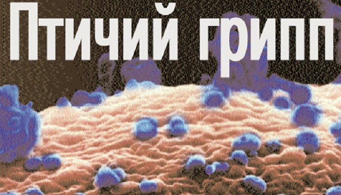 Франция вакцинирует уток от птичьего гриппа