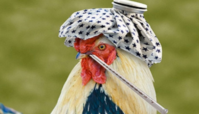 Ветеринары объяснили вспышку птичьего гриппа на саратовской птицефабрике