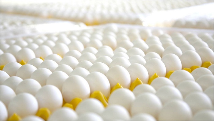 Поддержка производства куриного яйца в Хабаровском крае