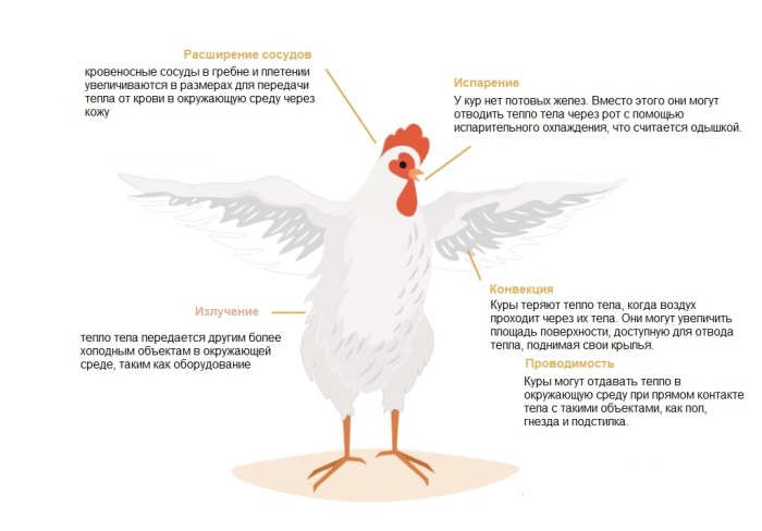 Поддержание температуры тела птиц в термонейтральной зоне