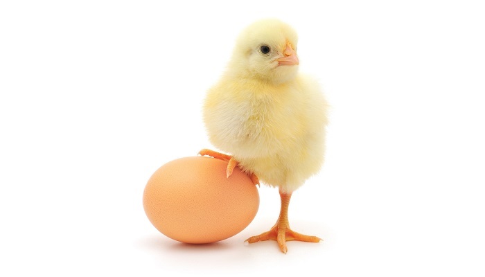 Импорт инкубационного яйца за год снизился на треть