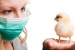 Птичий грипп опасен для человека? Симптомы и лечение