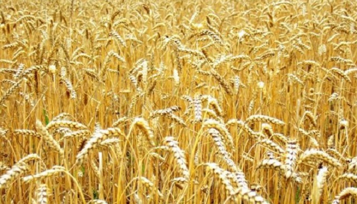 Китайский инвестор планирует построить завод по глубокой переработке зерна в Липецкой области