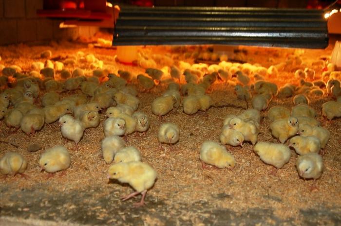 Применение ферментативного пробиотика в кормлении цыплят-бройлеров