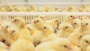 Изучение влияния ультрадисперсных частиц меди и железа на минеральный обмен в организме цыплят-бройлеров, находящихся на...