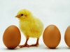 Циклы производства цыплят яичного типа