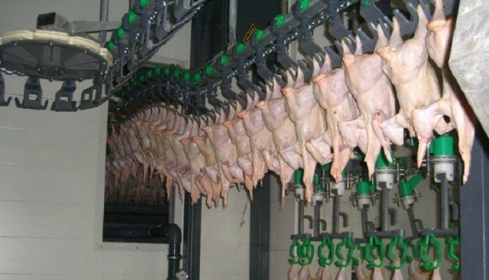 Инвестора, который построит завод по переработке мяса птицы ждут в Новокубанском районе Красно...
