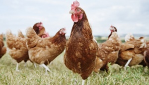 Особенности кормления сельскохозяйственной птицы без использования антибиотиков