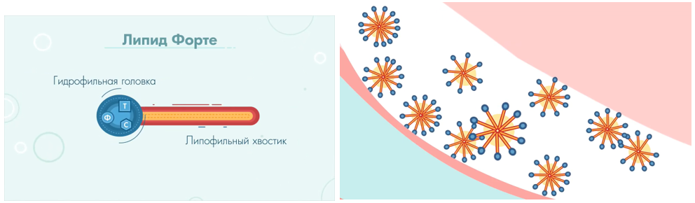 Липид-Форте